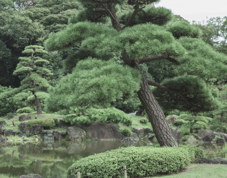 知名景觀設計，老圃造園